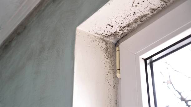 Best Commercial Mold Removal  in Moss Bluff, LA