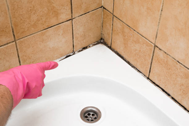 Best Mold Removal Specialists  in Moss Bluff, LA